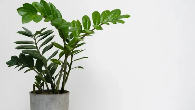 Поможет отвар одного овоща — чем «напоить» замиокулькас