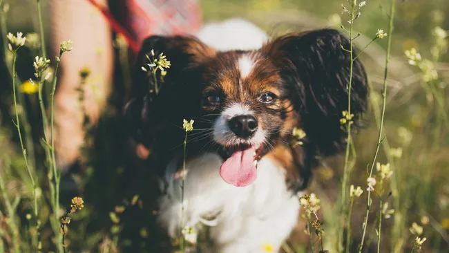 Собаки способны подслушивать разговоры людей и запоминать некоторые слова 