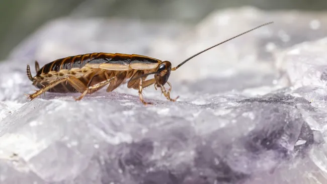 Дезинсектор не понадобится — как изгнать тараканов из квартиры