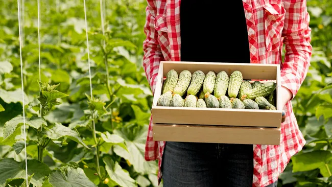 Йод, молоко и хлеб — неожиданные средства для хорошего урожая огурцов