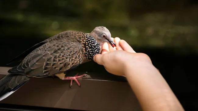 Наблюдение за птицами связано с замедлением старения мозга