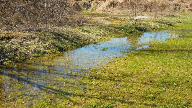 «Зеленые» насосы для дачи — какие деревья выкачают всю воду с участка