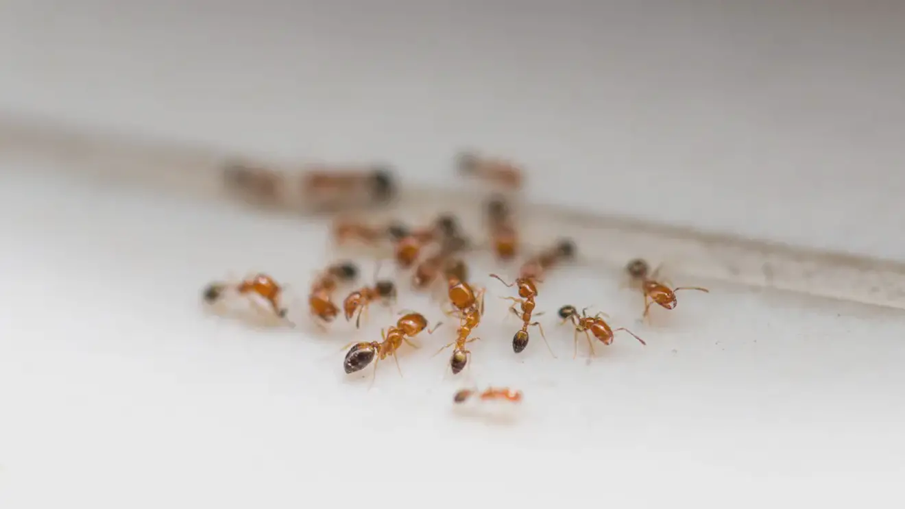 Мелкие вредители: как избавиться от домашних муравьёв