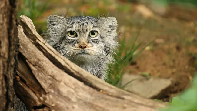 Nature: кастрация и стерилизация продлевают жизнь животным