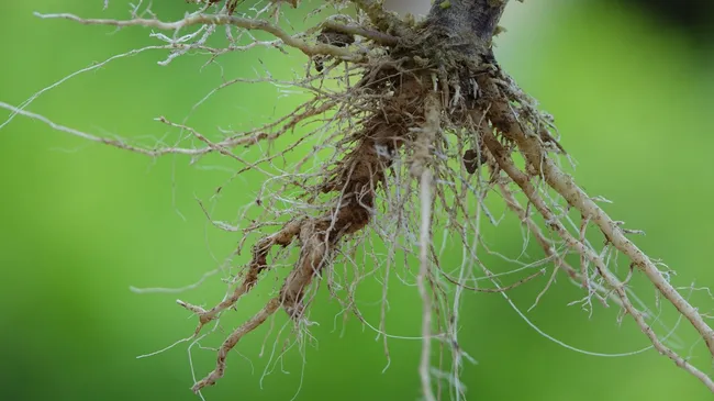 Без химии и лишних трат — 4 натуральных стимулятора корнеобразования 