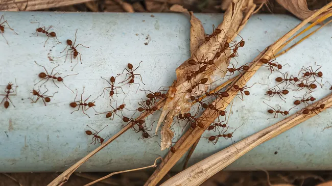 Сладкая ловушка для муравьев — унесут в гнездо и сделают всю работу за вас