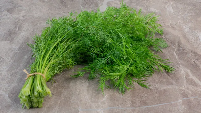 Превращаем жалкие ростки в пышную зелень — как заставить укроп хорошо расти 