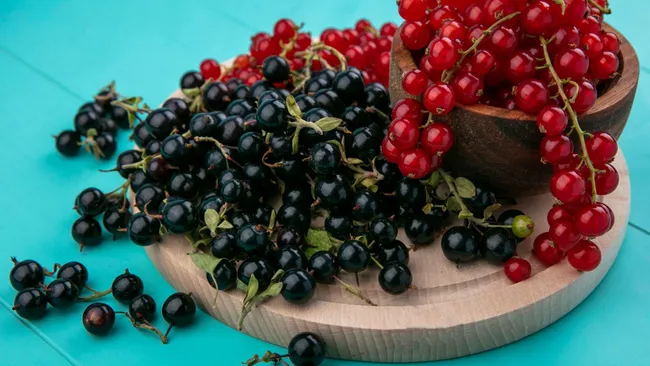 Горсть с кухни, и урожай как с картинки — чем подкормить смородину летом