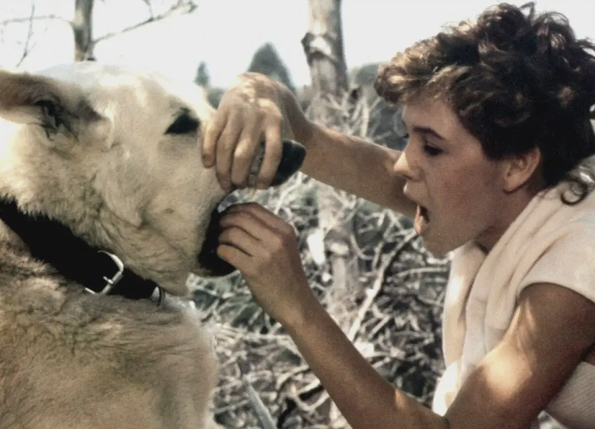 Кадры из фильма "Белая собака", 1982
