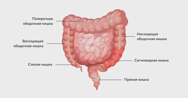 Воспаление в конечном отделе толстой кишки © Изображение: freepik.com